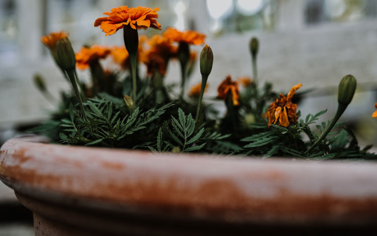 Orange flowers in a large flower pot blooming. 